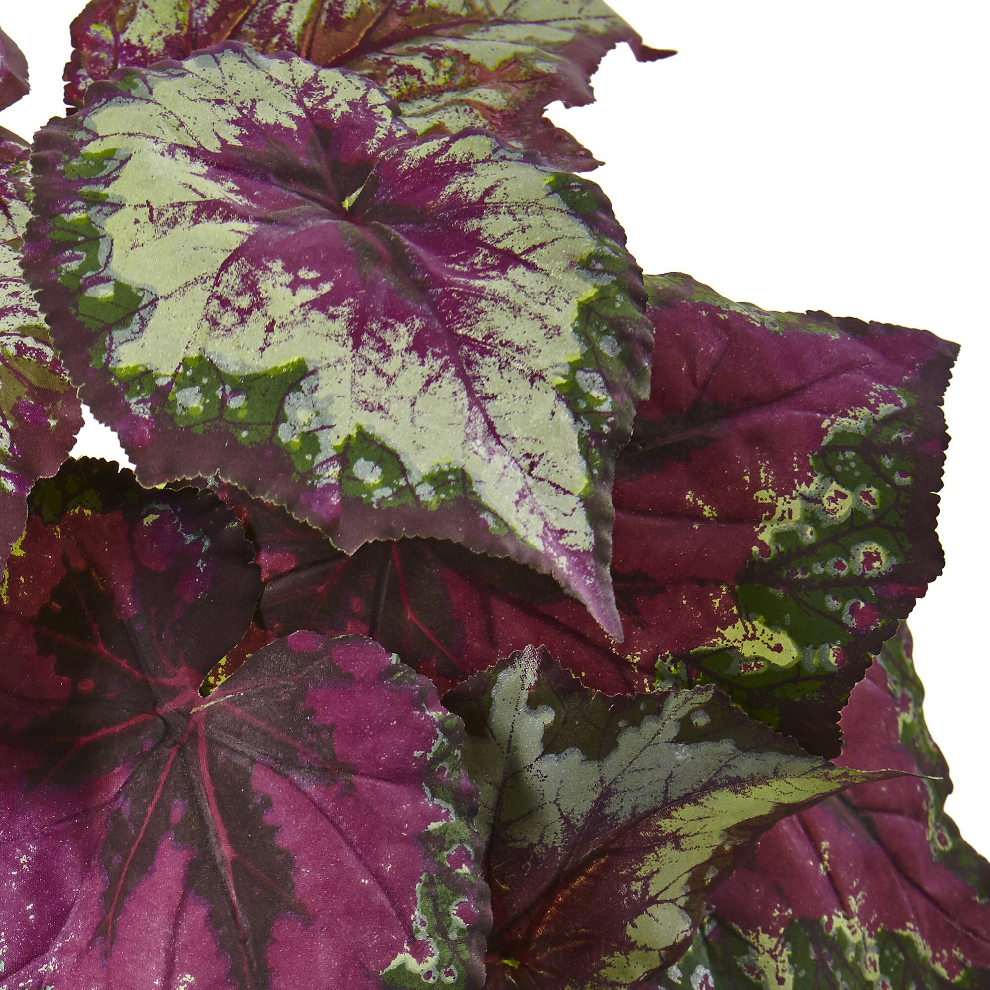 16" Begonia Bush, 6ct.